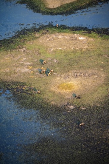 Striped gnu (Connochaetes taurinus), flock on the riverbank, river landscape, aerial view, Okavango