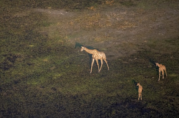 Cape giraffe (Giraffa giraffa giraffa), mother with two young animals, aerial view, Okavango Delta,