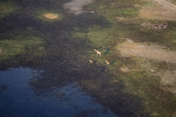 Cape giraffe (Giraffa giraffa giraffa), mother with two young animals, savanna landscape on the