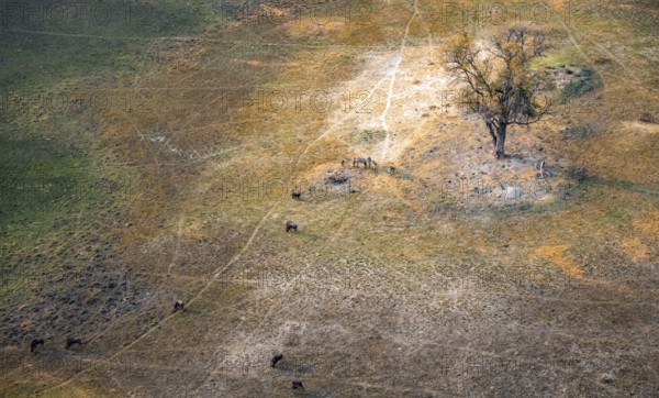 Steppe zebra (Equus quagga) and striped willow (Connochaetes taurinus), savanna landscape, aerial