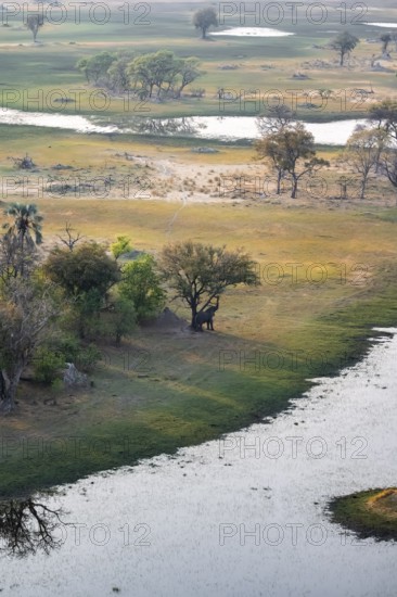 African elephant (Loxodonta africana), eating leaves, on riverbank, savanna landscape, aerial view,