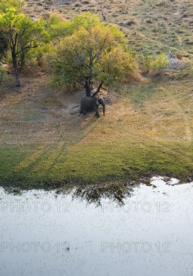 African elephant (Loxodonta africana), riverbank, savanna landscape, aerial view, Okavango Delta,