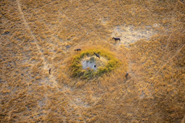 Tsessebe (Damaliscus lunatus), group on a termite hill, savanna with yellow grass, aerial view,