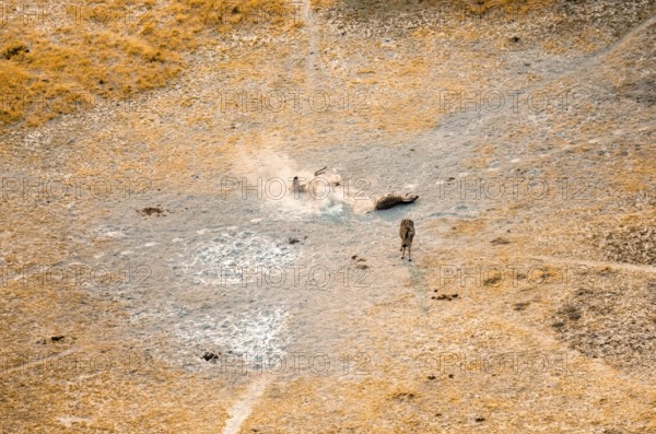 Steppe zebras (Equus quagga) rolling in dust, savanna landscape with yellow grass, aerial view,