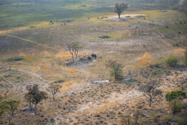Two African elephants (Loxodonta africana) and a flock of striped geese (Connochaetes taurinus) in