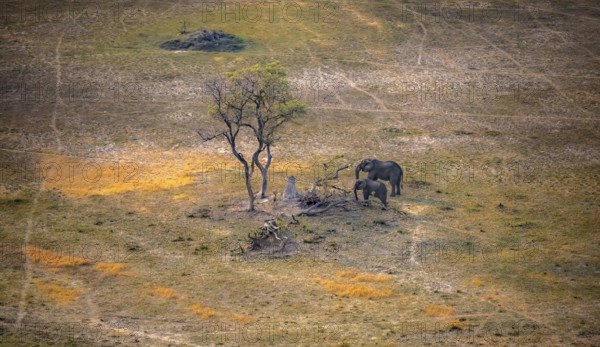 Two African elephants (Loxodonta africana) in savanna landscape with termite hill, aerial view,
