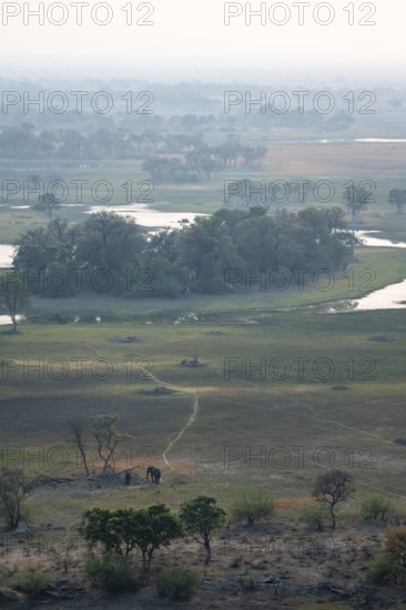 River landscape with two African elephants (Loxodonta africana), aerial view, Okavango Delta,