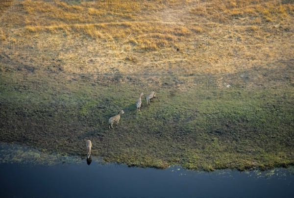 Steppe zebras (Equus quagga) drinking by the river, aerial view, Okavango Delta, Botswana