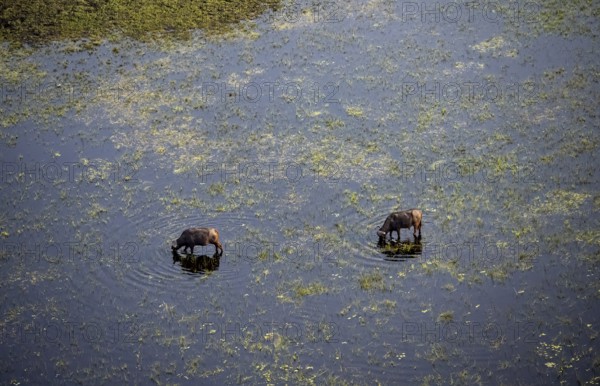 Kaffir buffalo (Syncerus caffer caffer), two animals in the river, aerial view, Okavango Delta,