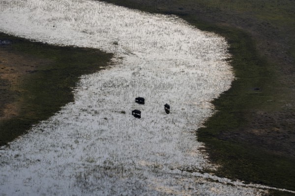 Kaffir buffalo (Syncerus caffer caffer), three animals in the river, aerial view, Okavango Delta,