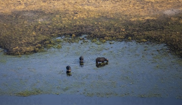 Kaffir buffalo (Syncerus caffer caffer), three buffaloes in the river, aerial view, Okavango Delta,