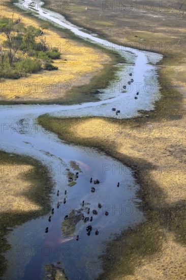 River landscape, river with herd of kaffir buffalo (Syncerus caffer caffer), aerial view, Okavango