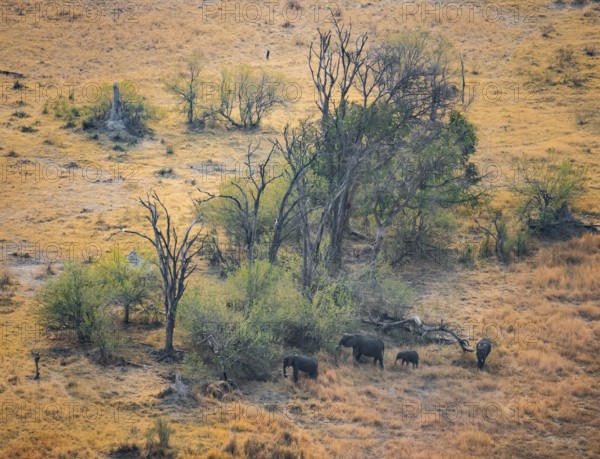 Group of African elephants (Loxodonta africana), savanna landscape, aerial view, Okavango Delta,