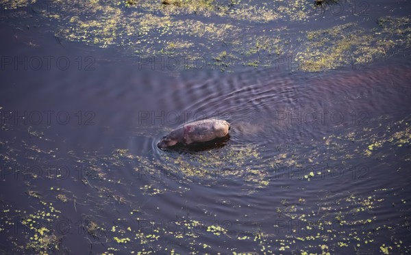 Single hippopatamus (Hippopatamus amphibius) with back injury in water, aerial view, Okavango