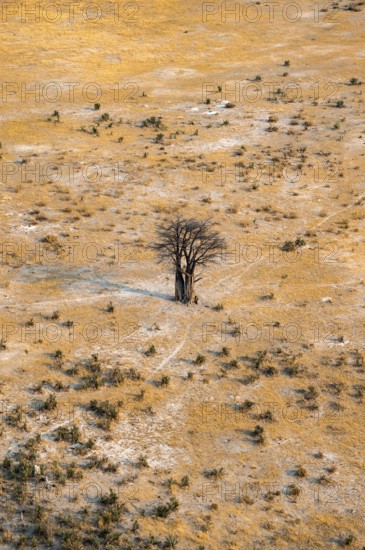 Savanna landscape with African baobab (Adansonia digitata) and yellow grass, aerial view, Okavango