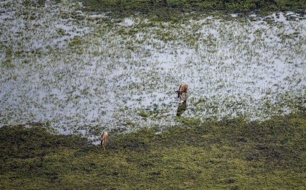 Blue wildebeest (Connochaetes taurinus), two wildebeests crossing river, aerial view, Okavango