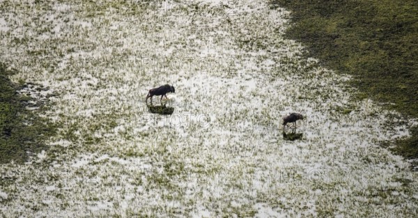 Striped goose (Connochaetes taurinus), two animals crossing river, aerial view, Okavango Delta,