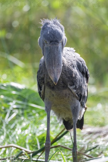 Shoebill (Balaeniceps rex), evil eye, in the swamps of Mabamba between papyrus, Lake Victoria,