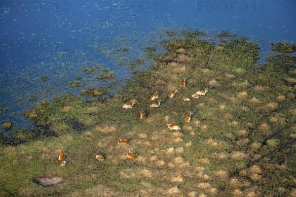 Herd of letschwe (Kobus leche), litchi bog antelopes sitting on the riverbank, aerial view,