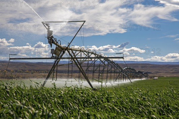 Alcova, Wyoming - Sprinklers water a crop growing in the Wyoming desert. Water in this otherwise
