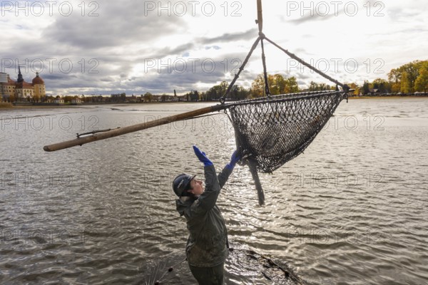 Fish and forest festival. Marieluise Greitner from Teichwirtschaft Moritzburg directs the crane