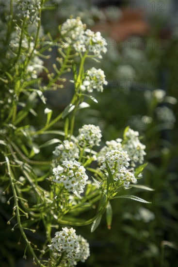 Small white flowers of beach silverweed (Lobularia maritima) in autumn, Ternitz, Lower Austria,
