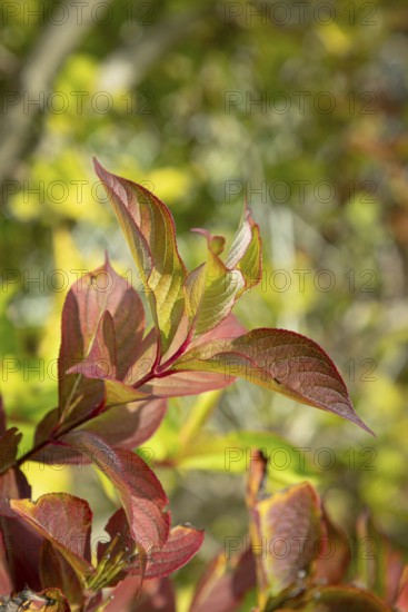 Red and green leaves in sunshine that give a lively, autumnal impression, Ternitz, Lower Austria,