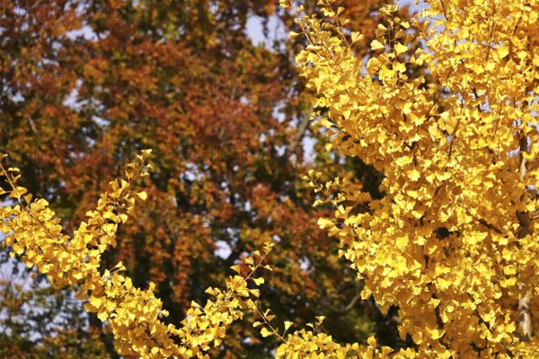 Ginkgo in autumn, October, Germany