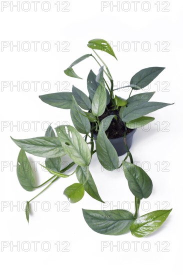 Beautiful exotic 'Epipremnum Pinnatum Cebu Blue' houseplant with silver-blue leaves in pot on white