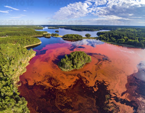 Red algae plant on the lake. abstract ecology nature concept, wild landscape with vibrant red