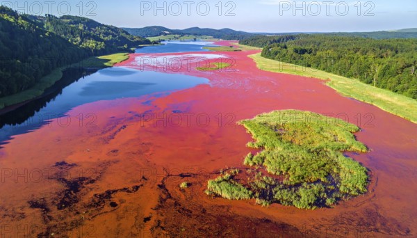 Red algae plant on the lake. abstract ecology nature concept, wild landscape with vibrant red