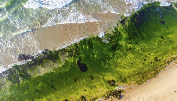 Green algae on the shore of an ocean. Fascinating phenomenon of wilderness nature, green plants,