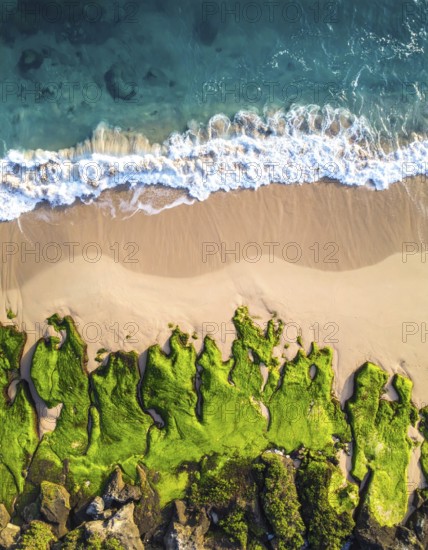 Green algae on the shore of an ocean. Fascinating phenomenon of wilderness nature, green plants,