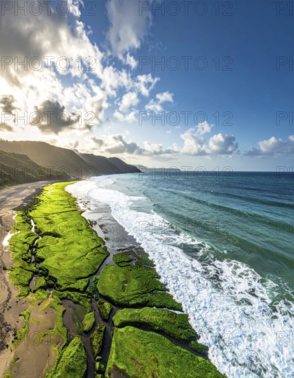 Green algae on the sandy shore of an ocean. Fascinating phenomenon of wild coastline with green