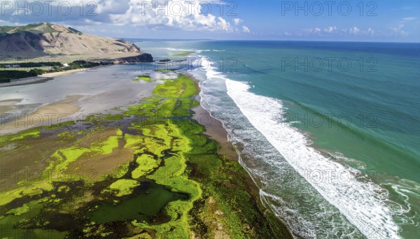 Green algae on the sandy shore of an ocean. Fascinating phenomenon of wild coastline with green
