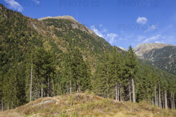 Forest and mountains near Ranalt in autumn, Ranalt, Neustift im Stubai Valley, Stubai Valley,