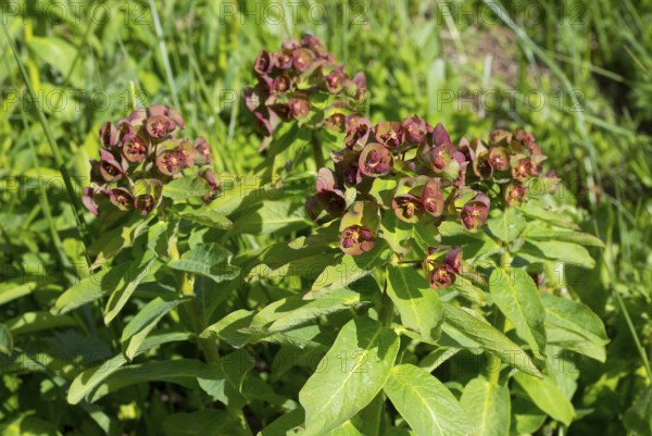 Green plant with reddish flowers growing in the garden under sunlight, milkweed (Euphorbia,