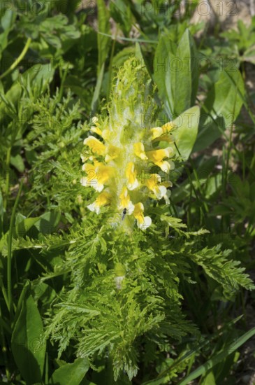Close-up of a yellow flower with lush green leaves in natural environment, leafy lice herb