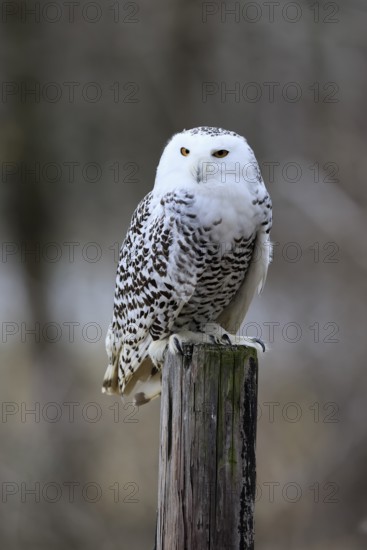 Snowy owl (Nyctea scandiaca), snowy owl, adult, alert, perch, in winter, Bohemian Forest, Czech