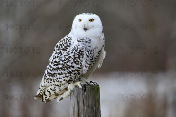 Snowy owl (Nyctea scandiaca), snowy owl, adult, alert, perch, in winter, Bohemian Forest, Czech