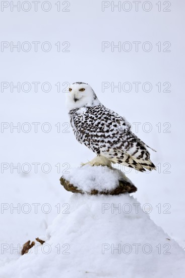 Snowy owl (Nyctea scandiaca), snowy owl, adult, alert, in snow, perch, in winter, Bohemian Forest,