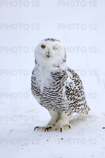 Snowy owl (Nyctea scandiaca), snowy owl, adult, alert, in snow, foraging, in winter, Bohemian