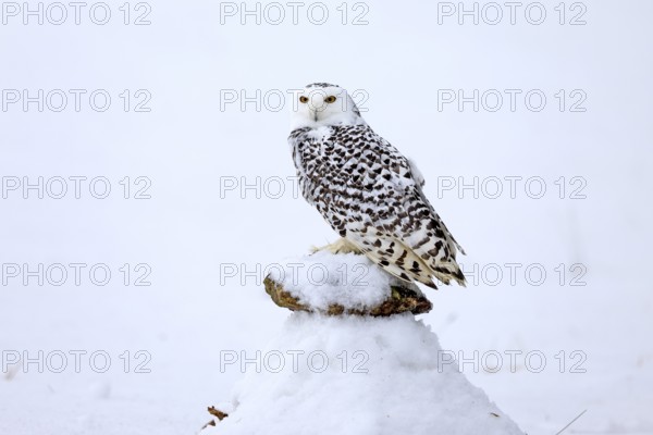 Snowy owl (Nyctea scandiaca), snowy owl, adult, alert, in snow, perch, in winter, Bohemian Forest,