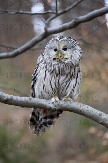 Hawk owl (Strix uralensis), adult, in winter, on tree, Bohemian Forest, Czech Republic, Europe,