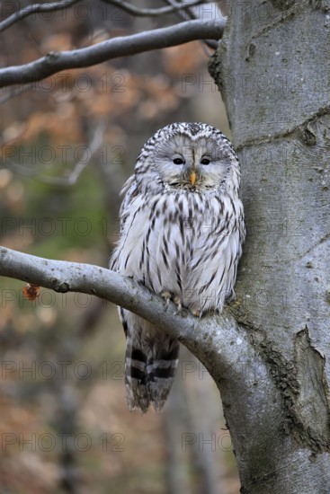 Hawk owl (Strix uralensis), adult, in winter, on tree, on tree trunk, Bohemian Forest, Czech