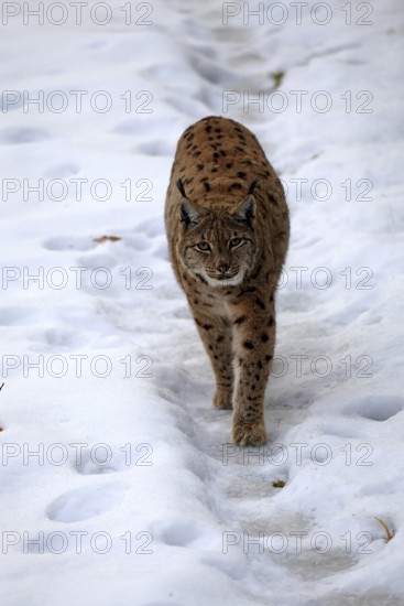 Carpathian lynx (Lynx lynx carpathicus), adult, in winter, in snow, running, stalking, alert,