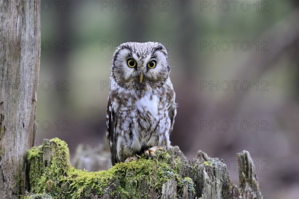 Roughfoot owl (Aegolius funereus), groufoot owl, adult, perch, tree trunk, alert, in winter,