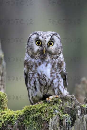 Roughfoot owl (Aegolius funereus), groufoot owl, adult, perch, tree trunk, alert, in winter,