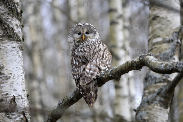 Hawk owl (Strix uralensis), adult, in winter, on tree, Bohemian Forest, Czech Republic, Europe,