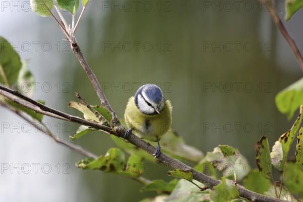 Blue tit (Cyanistes caeruleus), close-up, autumn, deciduous leaves, cute, the pretty tit sitting on